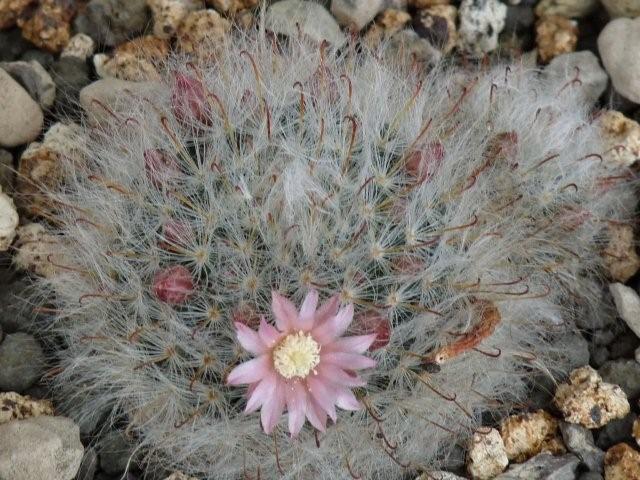 Mammillaria bocasana 