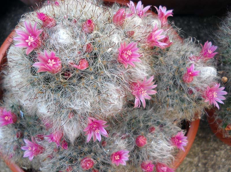 Mammillaria bocasana cv. roseiflora 