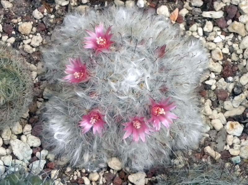 Mammillaria bocasana 