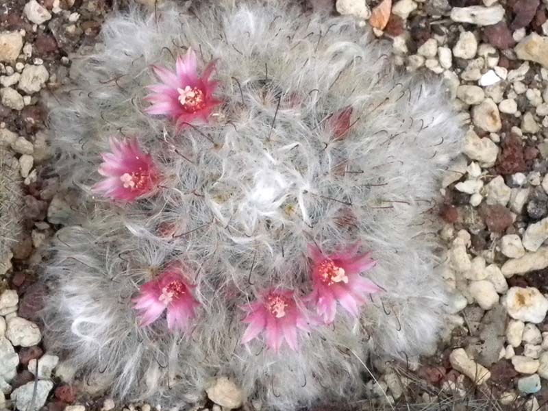 Mammillaria bocasana 