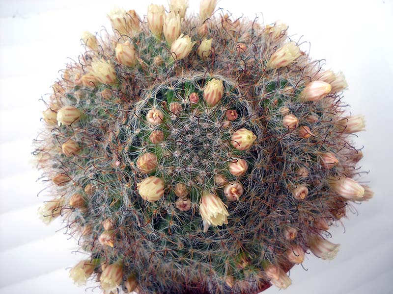 Mammillaria bocasana 