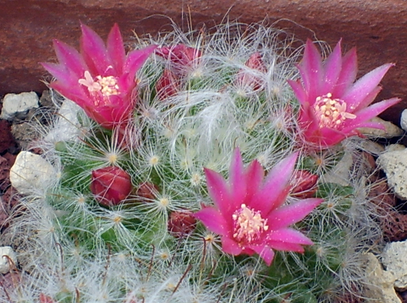 Mammillaria bocasana 