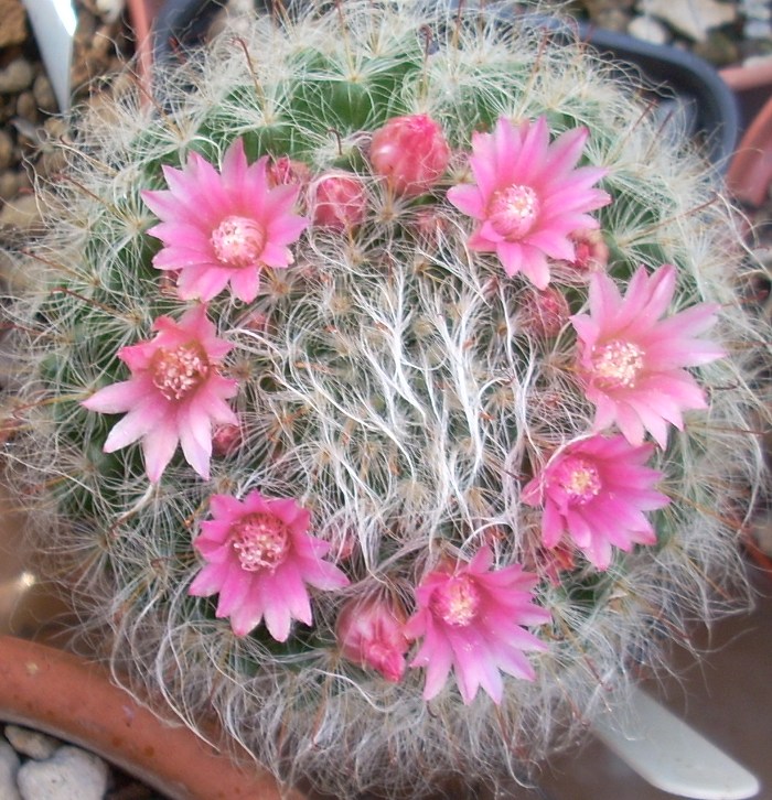 Mammillaria bocasana cv. roseiflora 