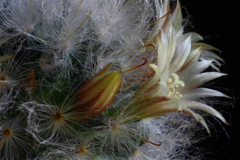 Mammillaria bocasana 