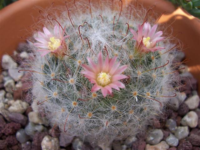 Mammillaria bocasana 