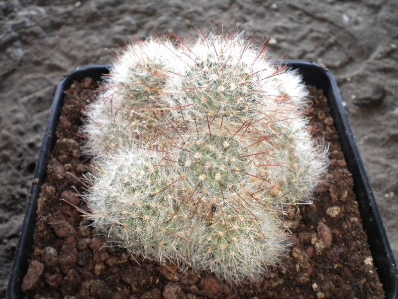 Mammillaria bocasana ssp. eschauzieri 