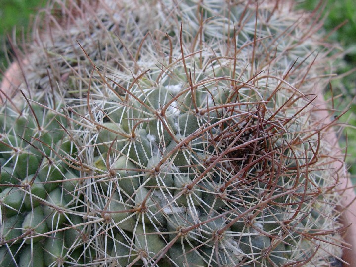 Mammillaria bocensis 