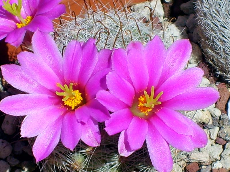 Mammillaria boolii 