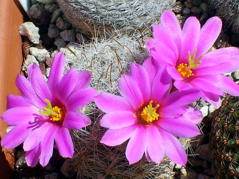 Mammillaria boolii 