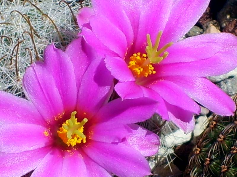 Mammillaria boolii 