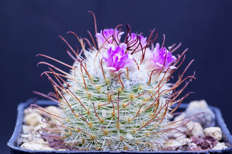 Mammillaria bombycina cv. henry 