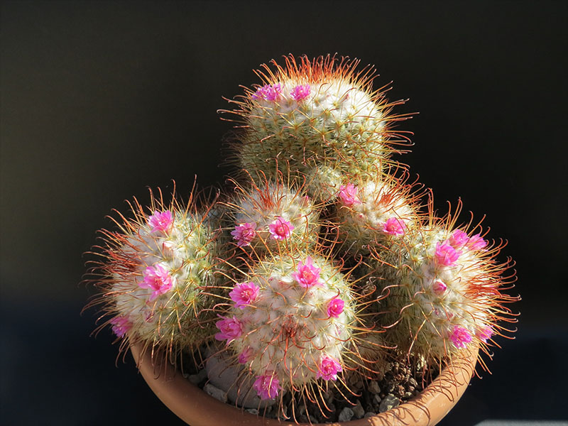 Mammillaria bombycina 