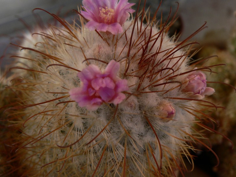 Mammillaria bombycina 