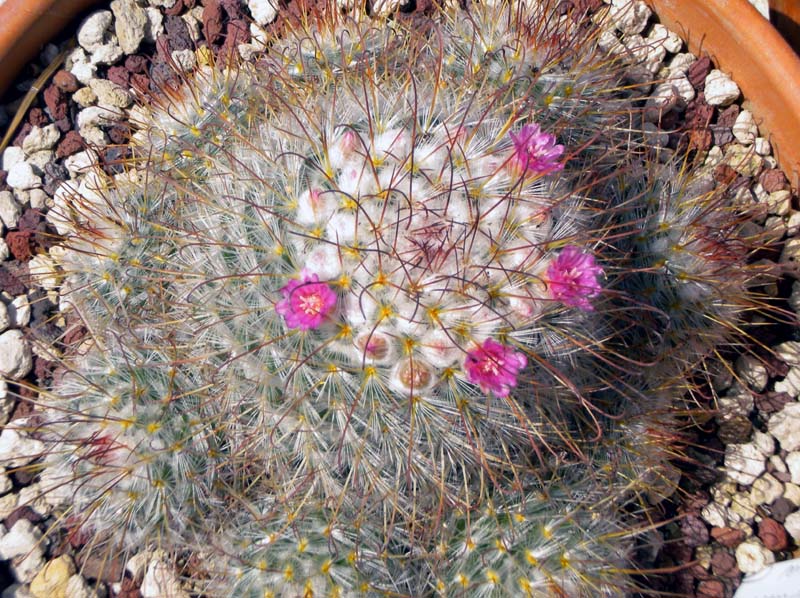 Mammillaria bombycina 