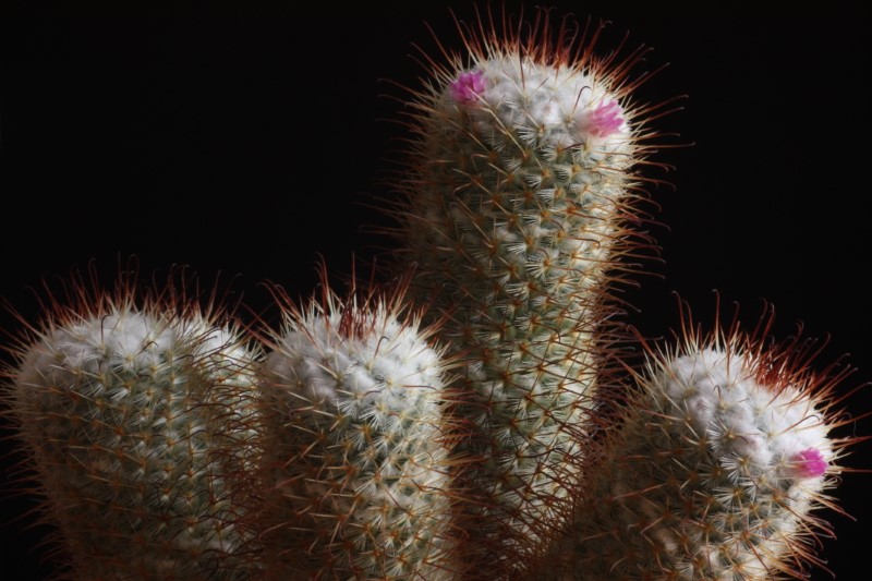 Mammillaria bombycina 