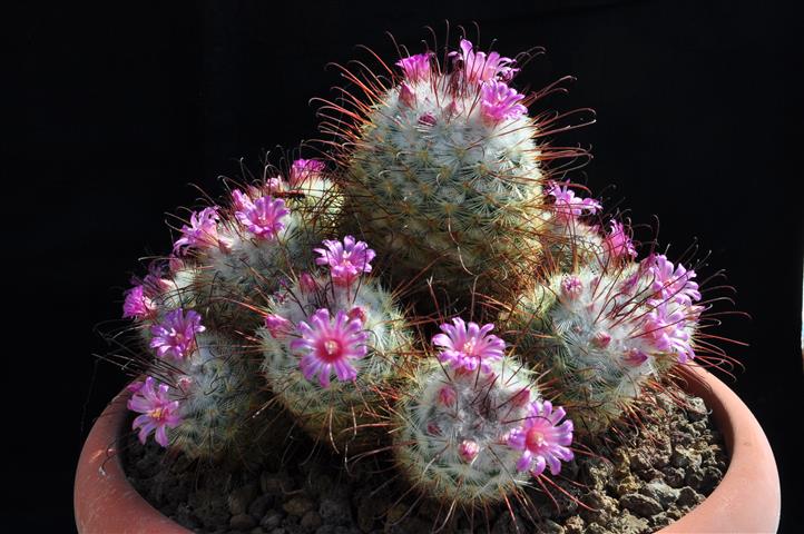 Mammillaria bombycina 