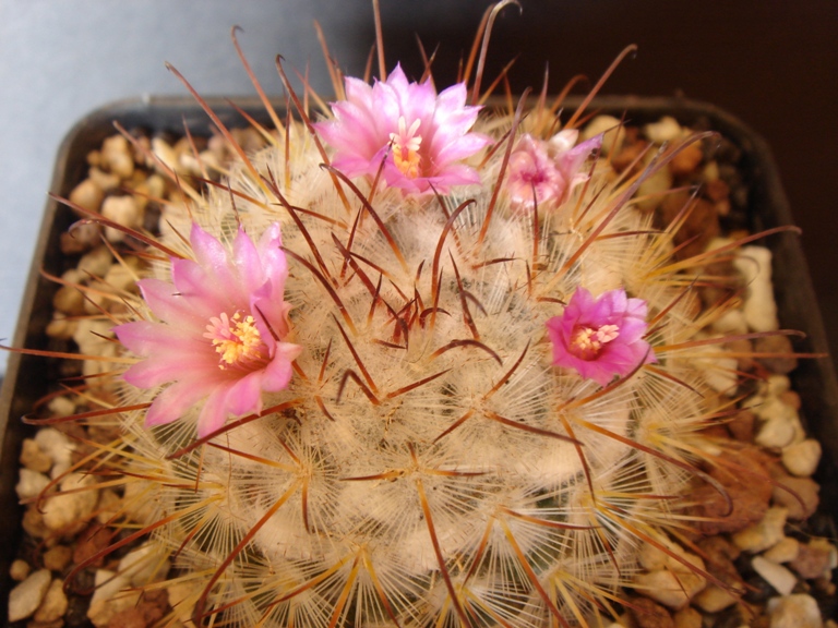 Mammillaria bombycina 