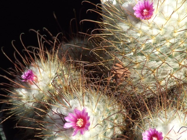 Mammillaria bombycina 