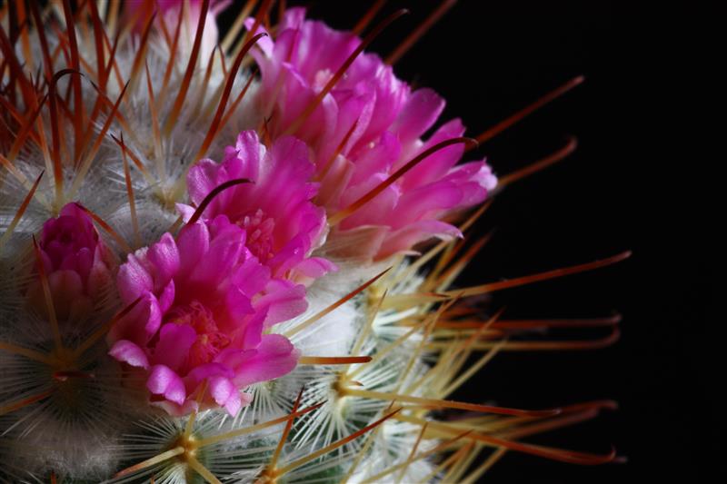 Mammillaria bombycina 