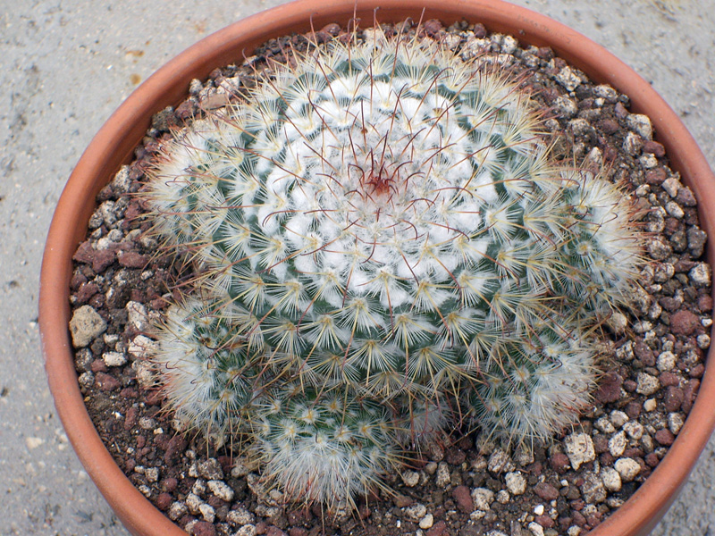 Mammillaria bombycina 