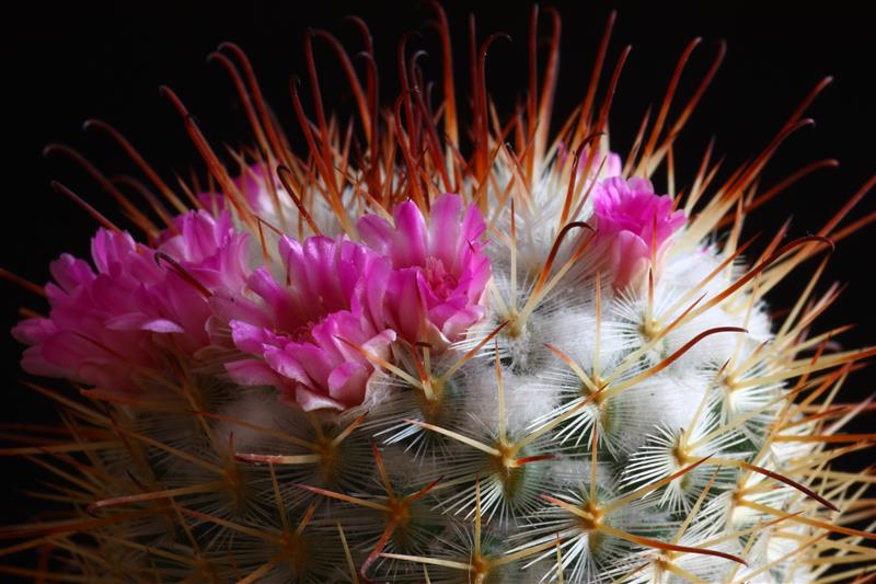 Mammillaria bombycina 