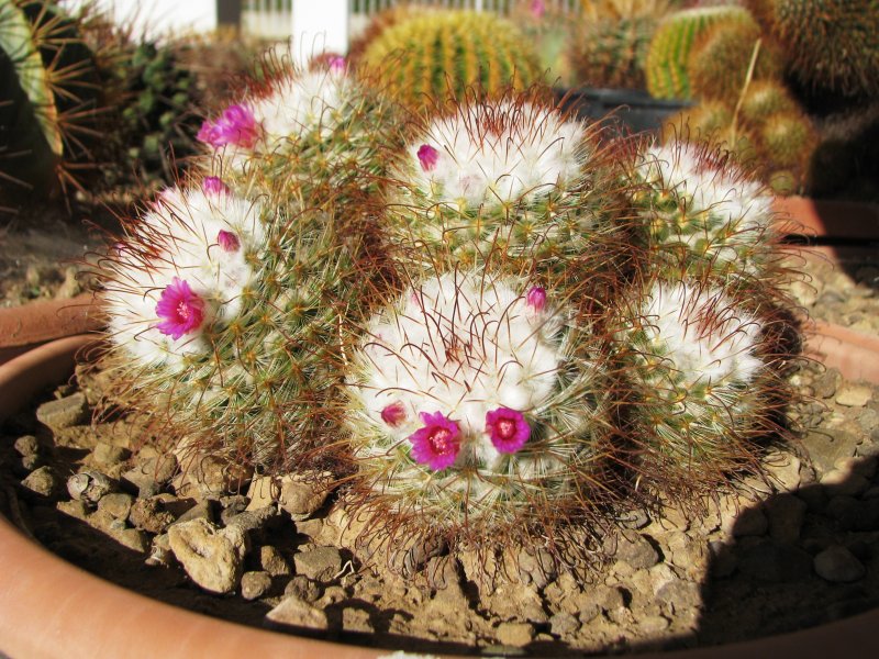 Mammillaria bombycina 