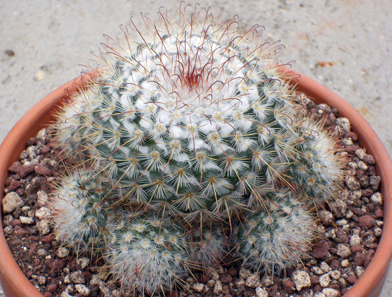 Mammillaria bombycina 