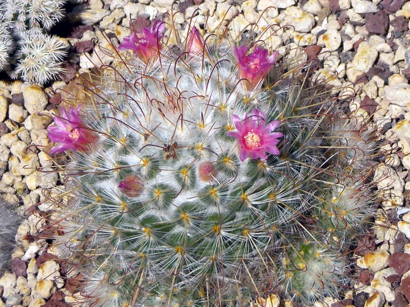 Mammillaria bombycina 