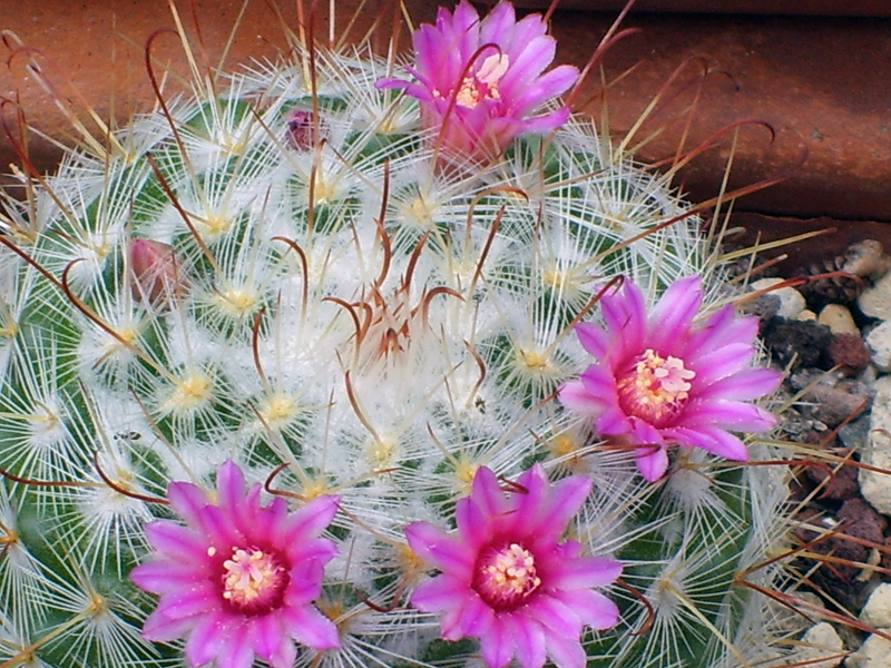 Mammillaria bombycina 