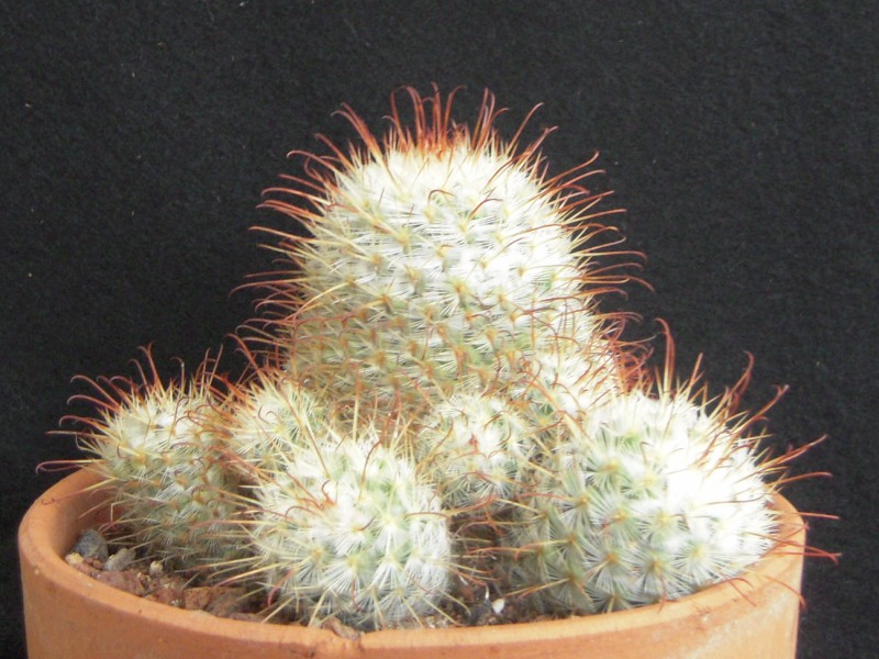 Mammillaria bombycina 