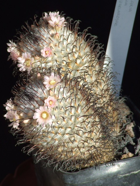 mammillaria bombycina ssp. perezdelarosae