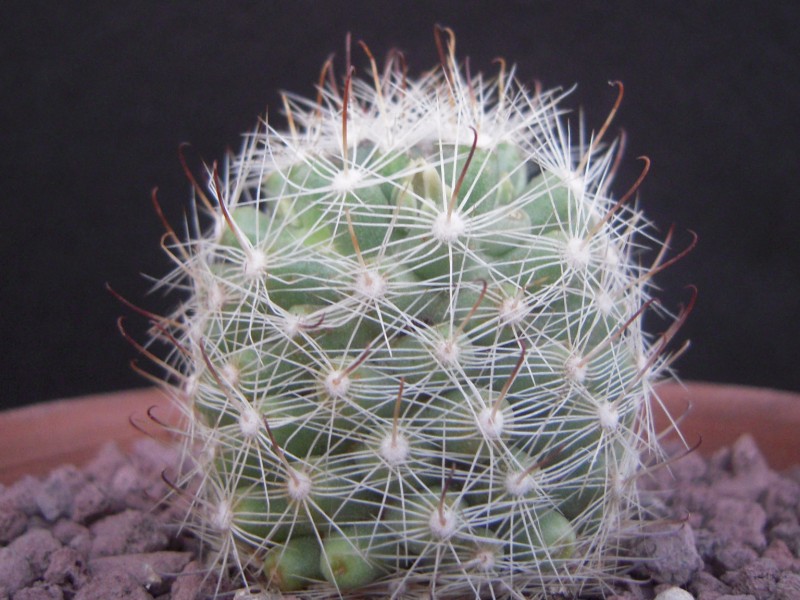 Mammillaria boolii 