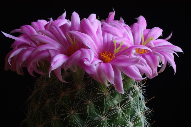 Mammillaria boolii 
