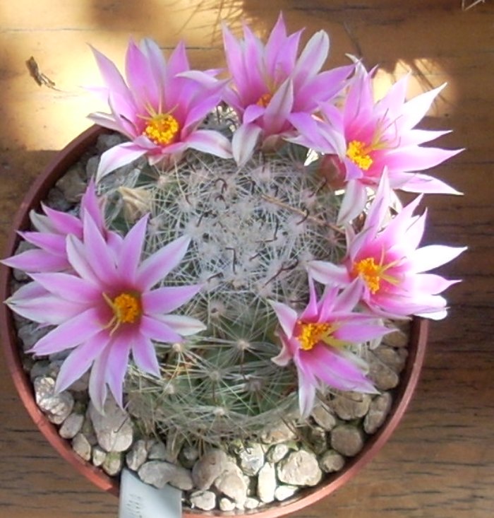 Mammillaria boolii 