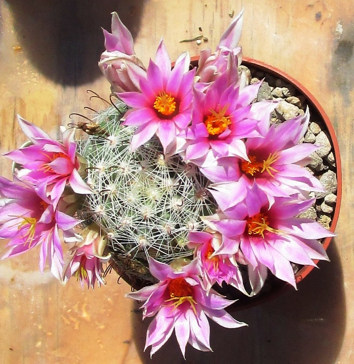 Mammillaria boolii 