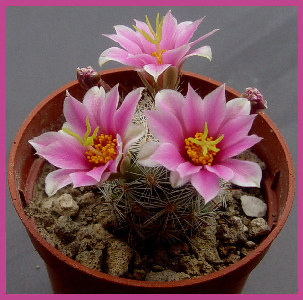 Mammillaria boolii 