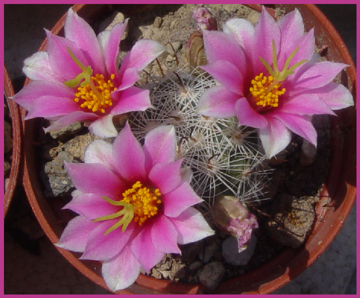 Mammillaria boolii 