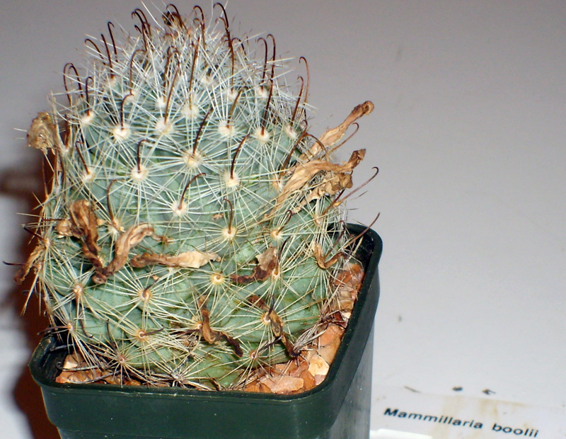 Mammillaria boolii 