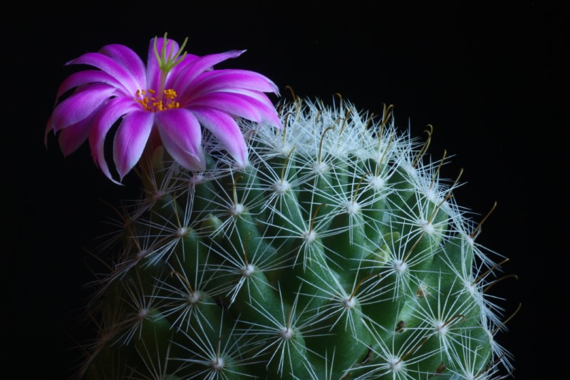 Mammillaria boolii 