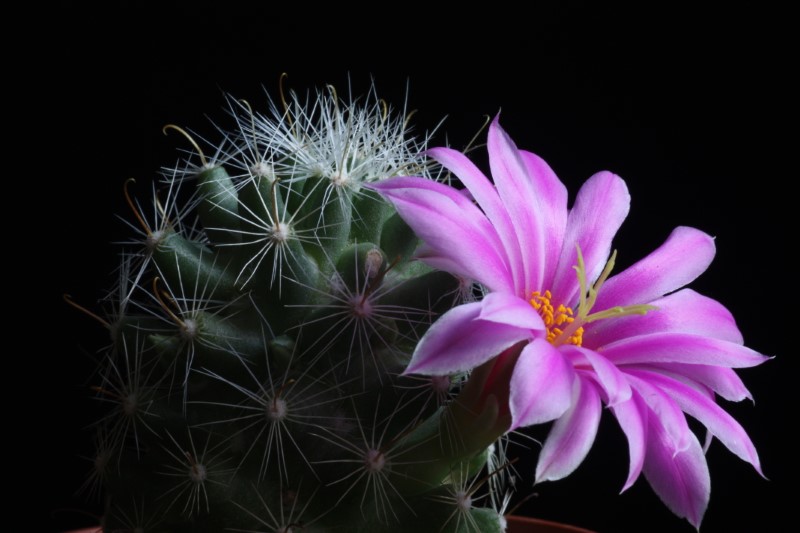 Mammillaria boolii 