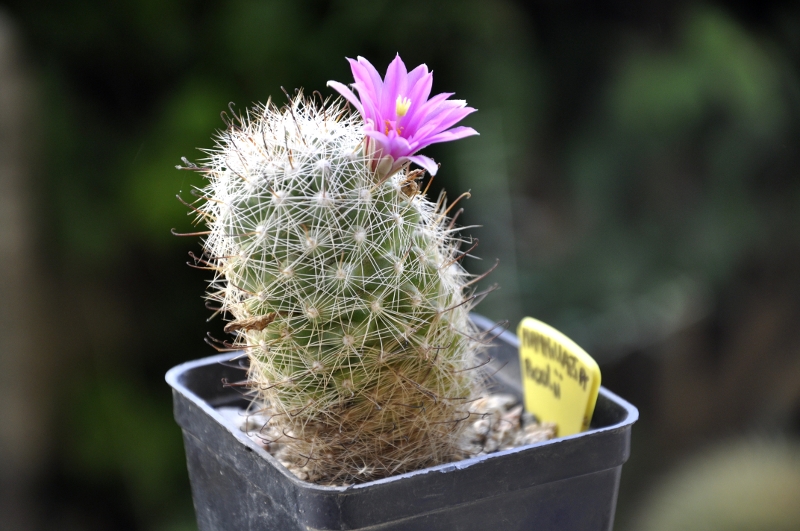 Mammillaria boolii 