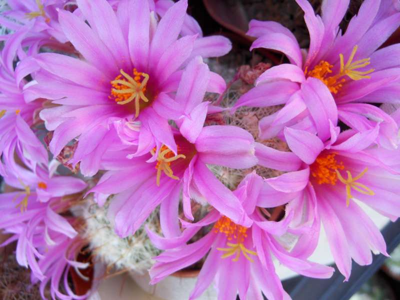 Mammillaria boolii 