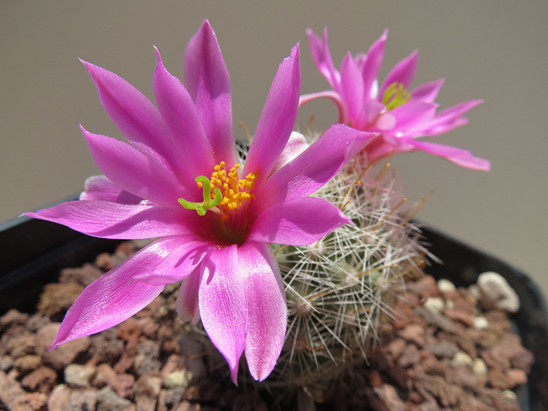 Mammillaria boolii 