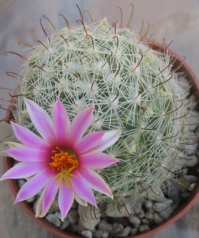 Mammillaria boolii 