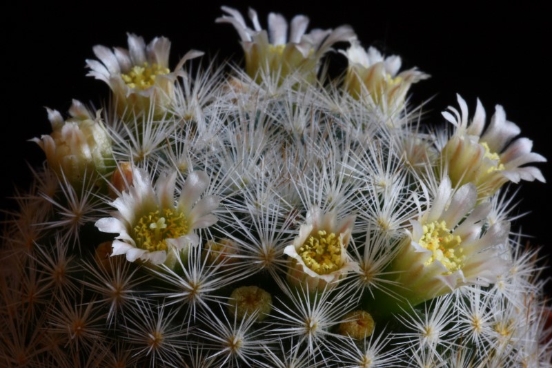 Mammillaria brachytrichion 