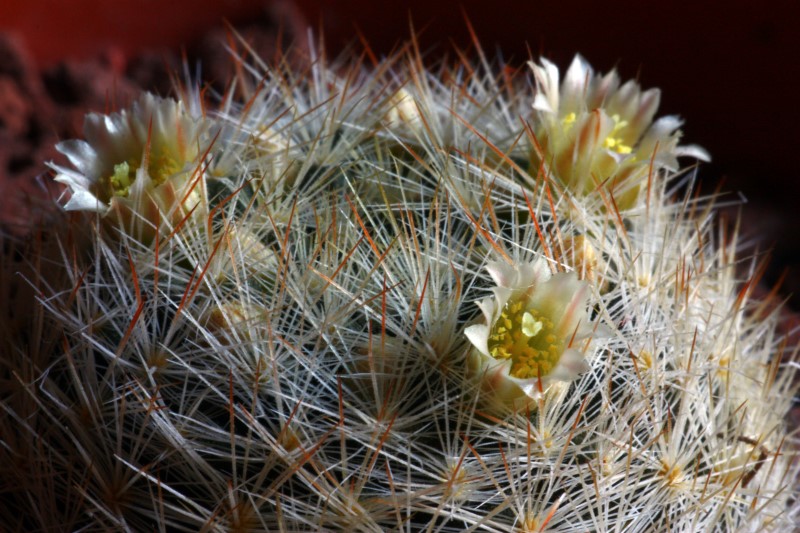 Mammillaria brachytrichion 