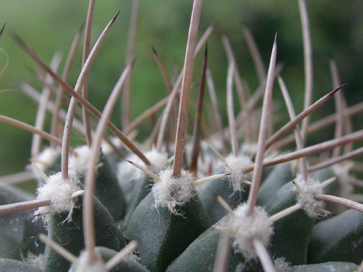 Mammillaria bucareliensis 