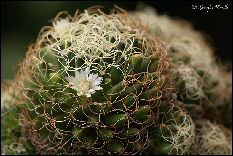 Mammillaria camptotricha cv. marnier-lapostollei 