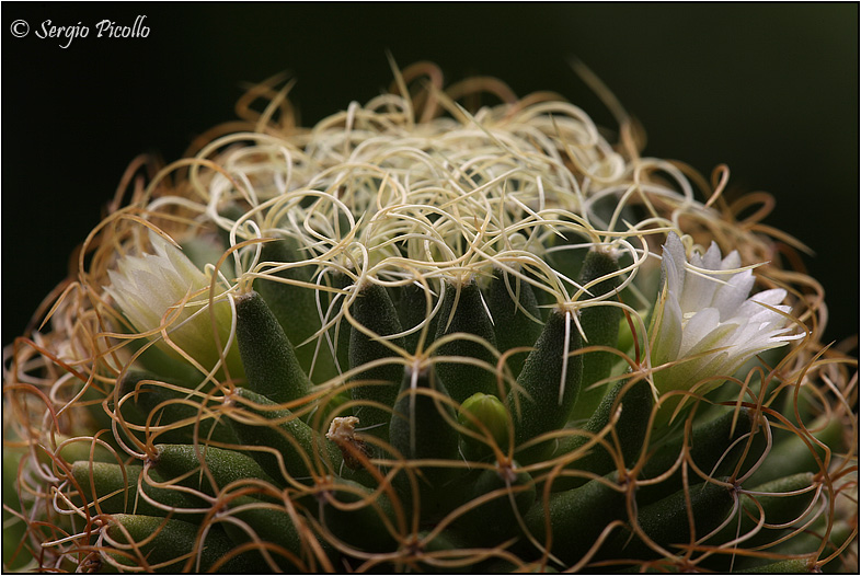 Mammillaria camptotricha cv. marnier-lapostollei 