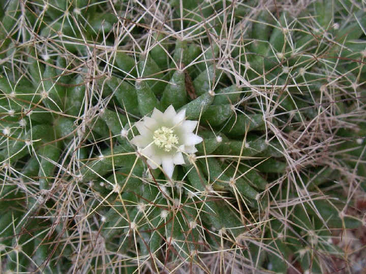 Mammillaria decipiens ssp. camptotricha 